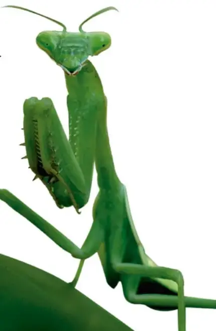 Mantis religiosa verde posada sobre una hoja verde, imagen de gran tamaño que ocupa la parte baja de la página.