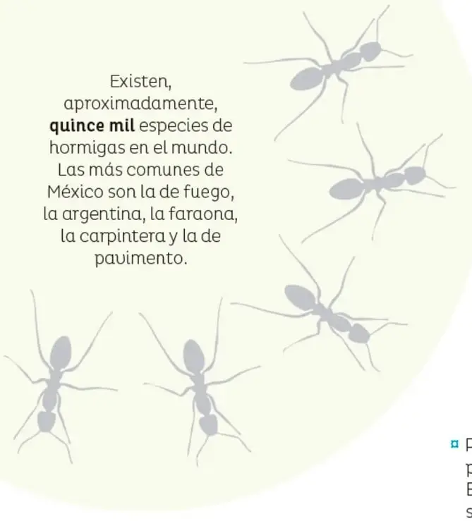 Figura 4 de Múltiples lenguajes.   Libro de Educación Primaria Grado 6°  Ciclo Escolar 2025 - 2026
