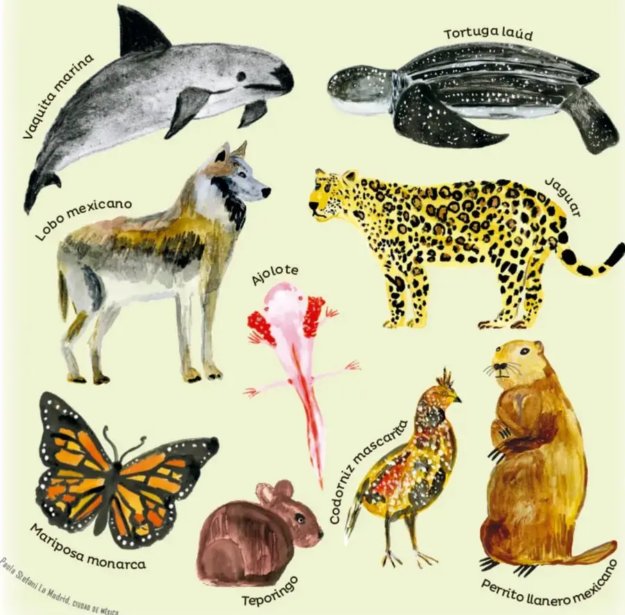 Ilustración en acuarela sobre fondo verde pálido con nueve animales etiquetados: vaquita marina (arriba izquierda), tortuga laúd (arriba derecha), lobo mexicano (centro izquierda), jaguar (centro derecha), ajolote rosa en el centro, mariposa monarca (abajo izquierda), teporingo (abajo centro), codorniz mascarita (abajo centro derecha) y perrito llanero mexicano (abajo derecha). Crédito ilustración: Paula Stefanía la Madril, (lectura parcial del crédito).