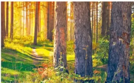 Fotografía de un bosque con troncos altos y luz entre los árboles