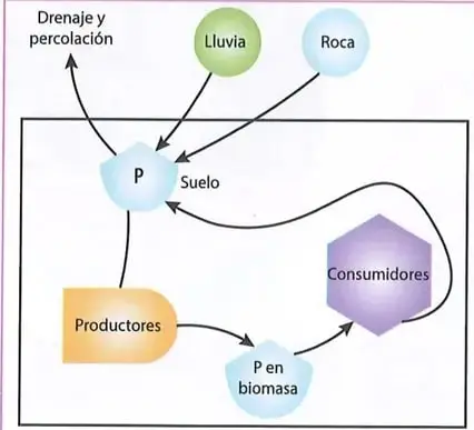 Figura 3 de Ciencias Naturales 8° · Egb 8 Ciencias Naturales 2025 · 2025