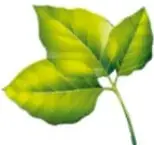Ilustración de una hoja verde.
