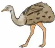 Avestruz de cuello largo.