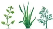 Título 'Planificador de actividades' rodeado de ilustraciones de plantas, estantes con macetas y niños cuidando plantas, junto a los 4 pasos numerados.