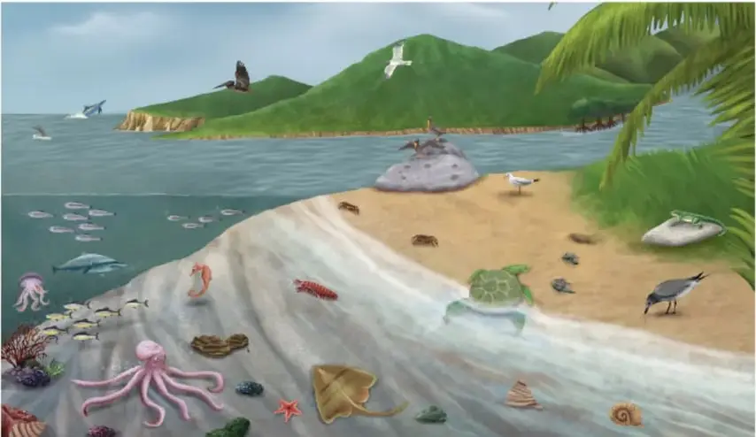 Ilustración de una costa marina con playa, islas y vegetación: en el agua se ven delfines, tortugas, pulpos, estrellas de mar, rayas, caballitos de mar, corales y peces; en la playa y las rocas hay cangrejos, gaviotas, un pelícano, un zopilote y tortugas marinas. Crédito: Raquel García de Aguirre, HUMO DE TO.