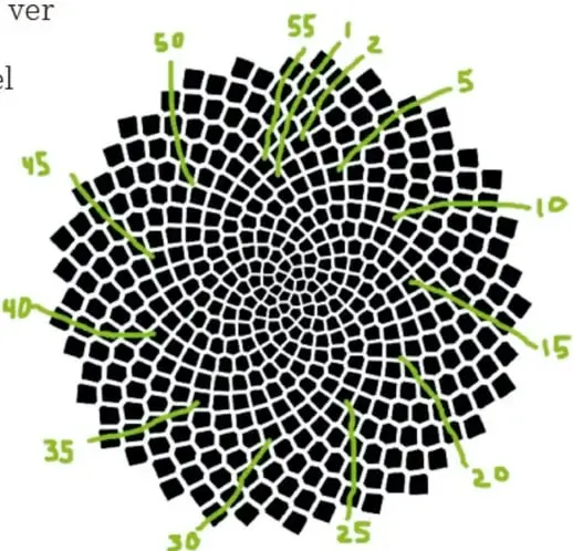 Diagrama del centro de un girasol formado por semillas negras con las 55 espirales horarias marcadas con números verdes (1, 2, 5, 10, 15, 20, 25, 30, 35, 40, 45, 50, 55) y curvas verdes.