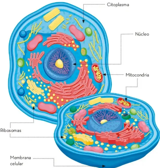 Ilustración de una célula eucariota con sus partes señaladas: citoplasma, núcleo, mitocondrias, ribosomas y membrana celular.