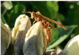Insecto alado sobre flores blancas.