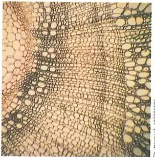 Figura 4 de Ciencias Naturales 10° · 2025