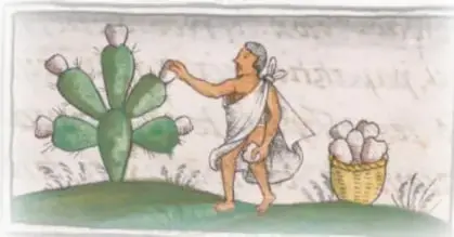 Códice ilustrado: una persona recoge tunas de un nopal y una canasta llena de frutos a su lado.