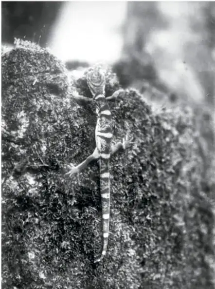 Fotografía antigua de una lagartija camuflada sobre la corteza musgosa de un árbol.