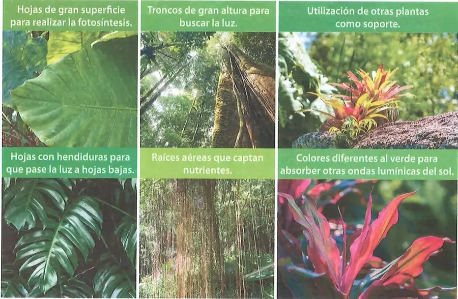 Collage de adaptaciones de plantas tropicales: hojas grandes, troncos altos, plantas que usan otras como soporte, hojas con hendiduras, raíces aéreas y colores distintos al verde.