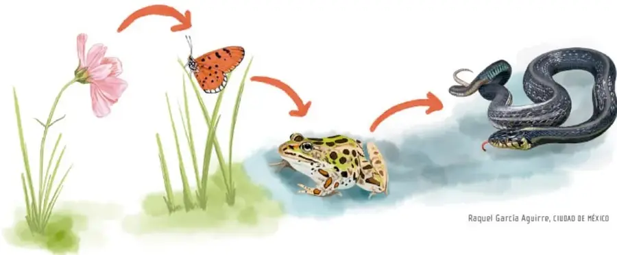 Ilustración de una cadena trófica: una flor, una mariposa posada en una planta, una rana y una serpiente, unidas por flechas naranjas que indican el sentido de la transferencia de energía. Crédito: Raquel García Aguirre, Ciudad de México.