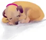 Un perrito dormido plácidamente sobre una superficie clara.