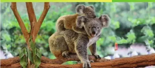 Fotografía de un koala adulto transportando a su cría, como ejemplo de desarrollo directo y cuidado parental.