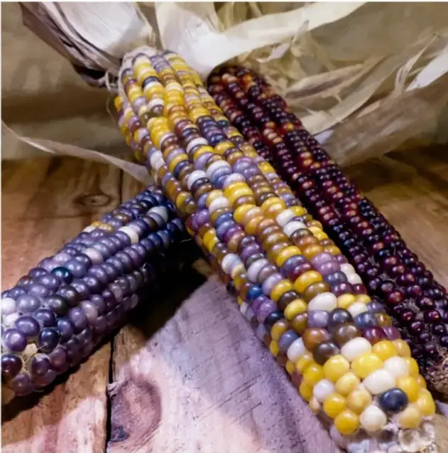 Fotografía de varias mazorcas de maíz de colores (amarillo, morado, blanco, rojo) sobre una superficie de madera, con hojas secas alrededor.