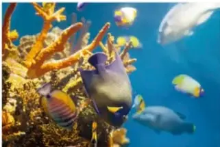 Fotografía de un humedal o marisma con agua, vegetación acuática y cielo abierto.