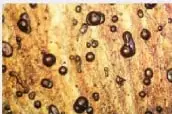 Recuadro de interdisciplinariedad sobre la historia del clima y una imagen de burbujas atrapadas en un glaciar.