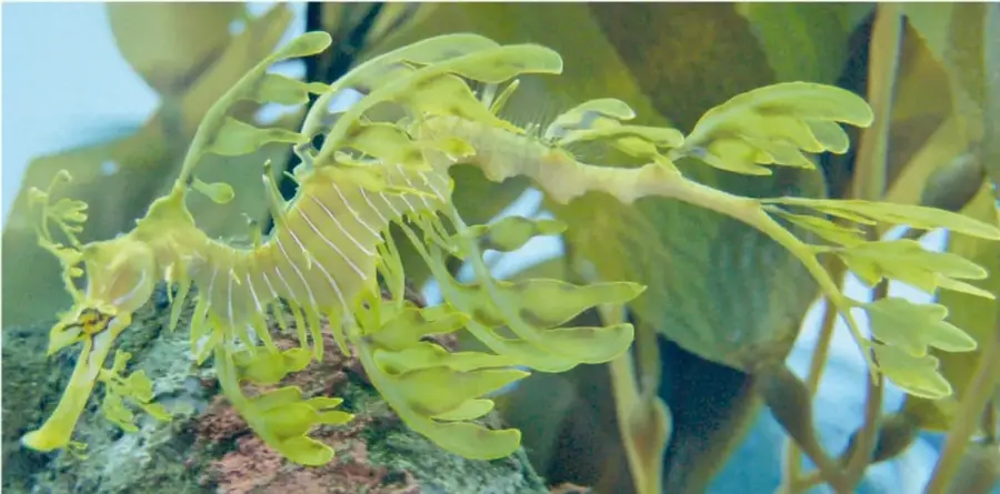 Dragón de mar de color verde con numerosas prolongaciones en forma de hojas, entre algas marinas.