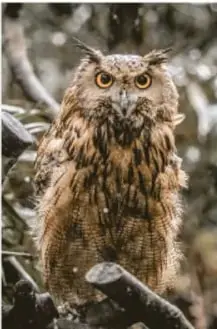 Búho posado en una rama.