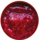 Fotografía de un frasco de mermelada roja.