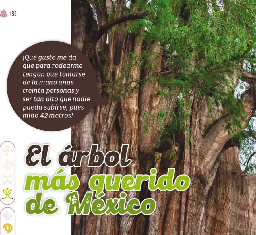 Fotografía del enorme tronco del árbol, de madera café con grietas profundas y frondosa copa verde: es el Árbol del Tule.