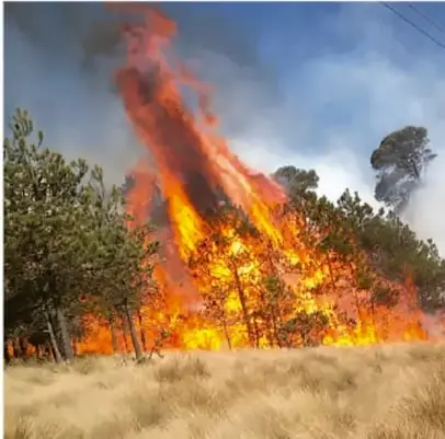 Incendio forestal con llamas y humo en un bosque.