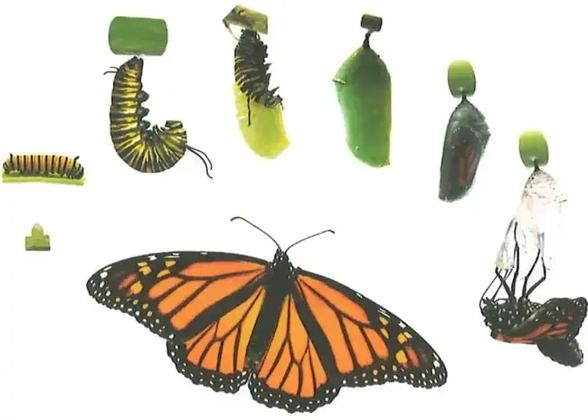 Figura 3 de Ciencias Naturales 2° · Egb 2 Ciencias Naturales 2025 · 2025