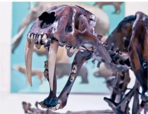 Fotografía del cráneo fósil de un felino con grandes colmillos (dientes de sable).