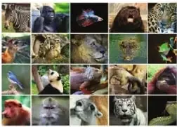 Collage de diferentes animales, relacionado con los organismos y su adaptación al ambiente.