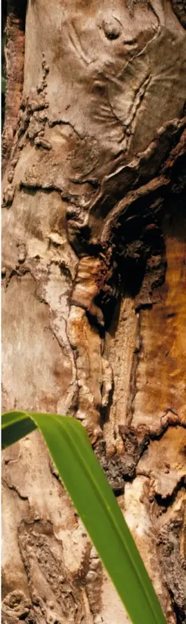 Fotografía del tronco con la corteza rugosa de un árbol de canela y hojas verdes alargadas.