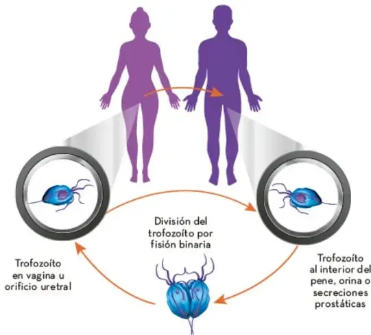 Esquema del ciclo de vida de Trichomonas vaginalis: se muestran dos siluetas humanas (hombre y mujer) con flechas que indican la transmisión sexual; a los lados, círculos con el trofozoito; en el centro, la división por fisión binaria.