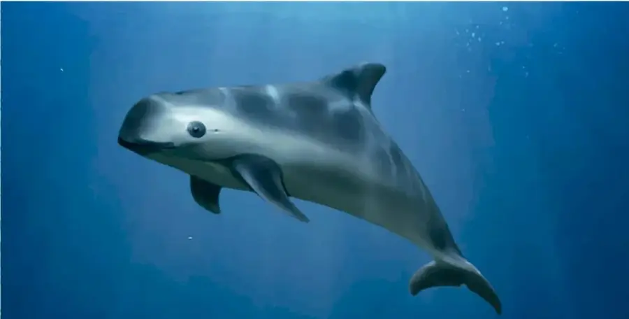 Globo de diálogo amarillo que explica la ecolocación de la vaquita.
