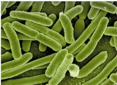 Fotografía microscópica de bacterias bacilares verdes (forma de bastón).