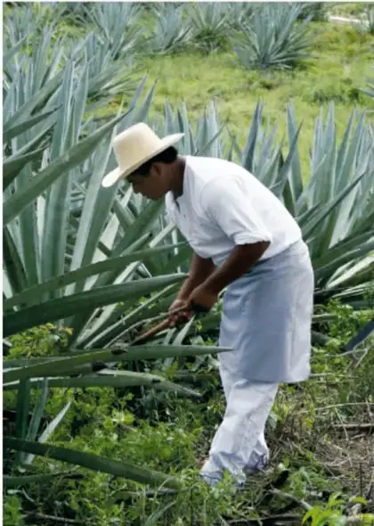 Hombre con sombrero de paja y ropa blanca corta hojas de henequén en un campo de plantas de hojas largas y puntiagudas.