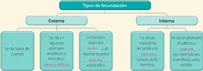 Organizador gráfico que compara la fecundación externa y la fecundación interna.