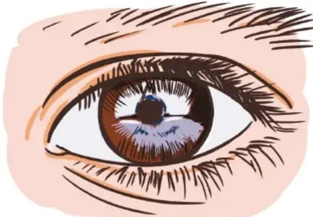 Ilustración de un ojo humano en primer plano, con párpados, pestañas y pupila, acompañando el tema de la vista. Crédito: Carlos Augusto Paniña Lealitos, ESTUDIO DE NIVI ELO.
