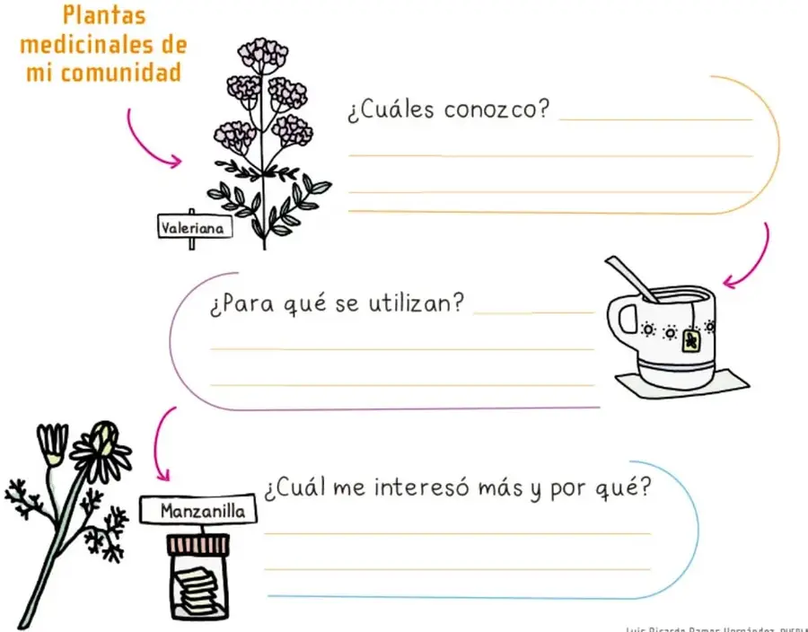 Ilustración de una planta medicinal rotulada 'Valeriana' junto a la pregunta ¿Cuáles conozco?