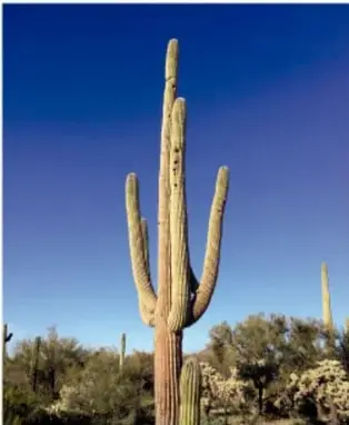 Fotografía de un saguaro en el desierto, cactus de forma irregular que ejemplifica la asimetría.