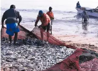 Pescadores en la playa recogiendo peces de una red, ejemplo de actividad antrópica de obtención de recursos.