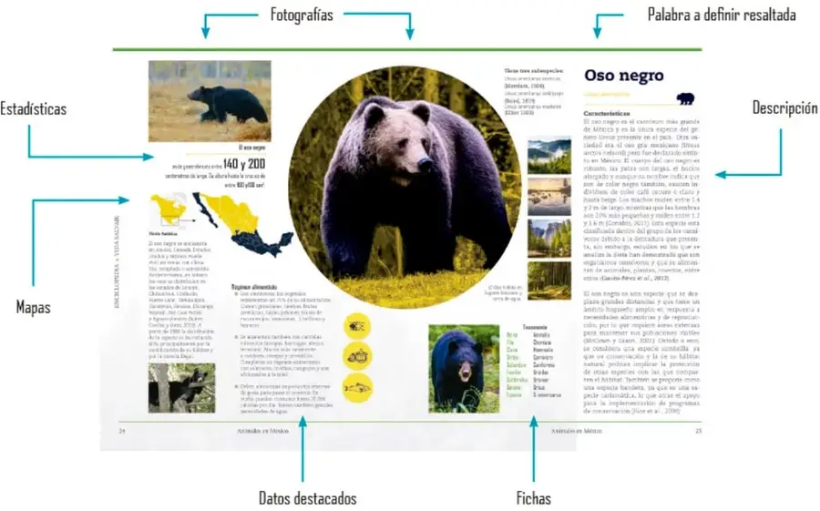 Fotografía de una doble página de enciclopedia sobre el "Oso negro", con etiquetas que señalan sus partes: fotografías, estadísticas, mapas, datos destacados, fichas, descripción y palabra a definir resaltada.