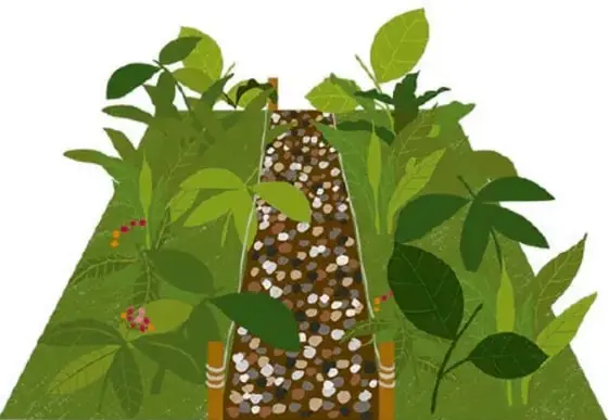 Ilustración de un sendero con piedras y plantas alrededor.