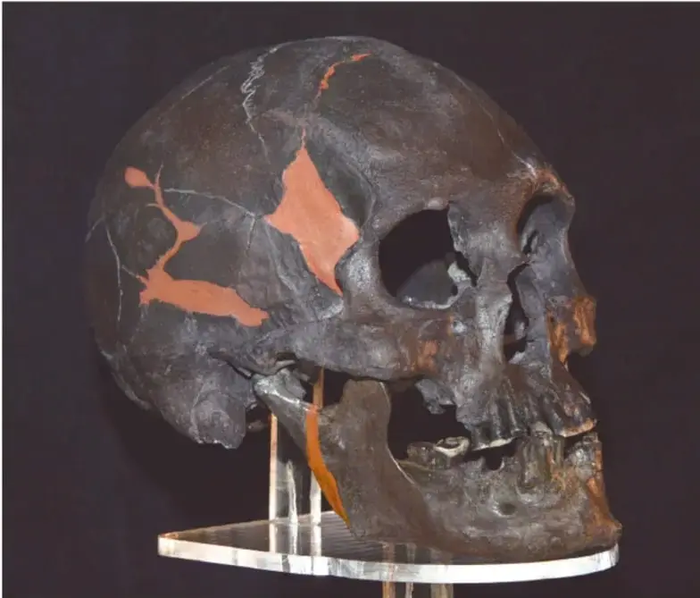 Fotografía de un cráneo humano prehistórico reconstruido, oscuro con fragmentos de relleno color terracota, montado sobre soporte acrílico.