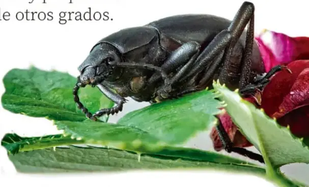 Fotografía de un insecto negro (grillo o langosta) sobre hojas verdes y una flor roja, usado como ejemplo de animal a observar y registrar.