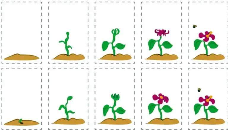 Dos filas de cinco recuadros con líneas discontinuas que muestran la secuencia gradual del crecimiento de una planta: de una semilla en la tierra a una flor abierta con un insecto, sirviendo de referencia para el folioscopio.