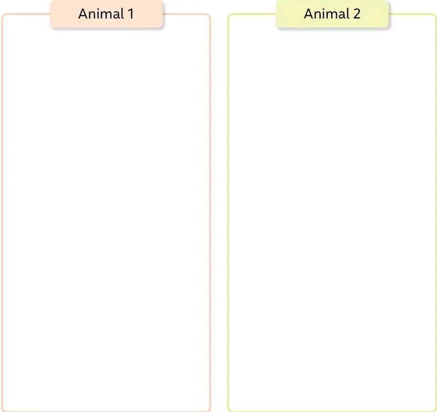 Recuadro rectangular con borde color durazno, rotulado 'Animal 1', con espacio en blanco para dibujar.