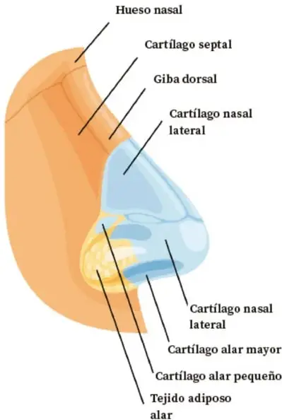 Esquema lateral de la nariz humana con rótulos: hueso nasal, cartílago septal, giba dorsal, cartílago nasal lateral, cartílago alar mayor, cartílago alar pequeño y tejido adiposo alar.