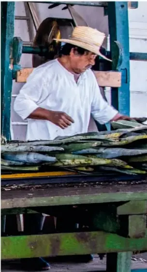 Hombre con sombrero de paja y camisa blanca trabajando en una máquina (desfibradora) sobre hojas de henequén.