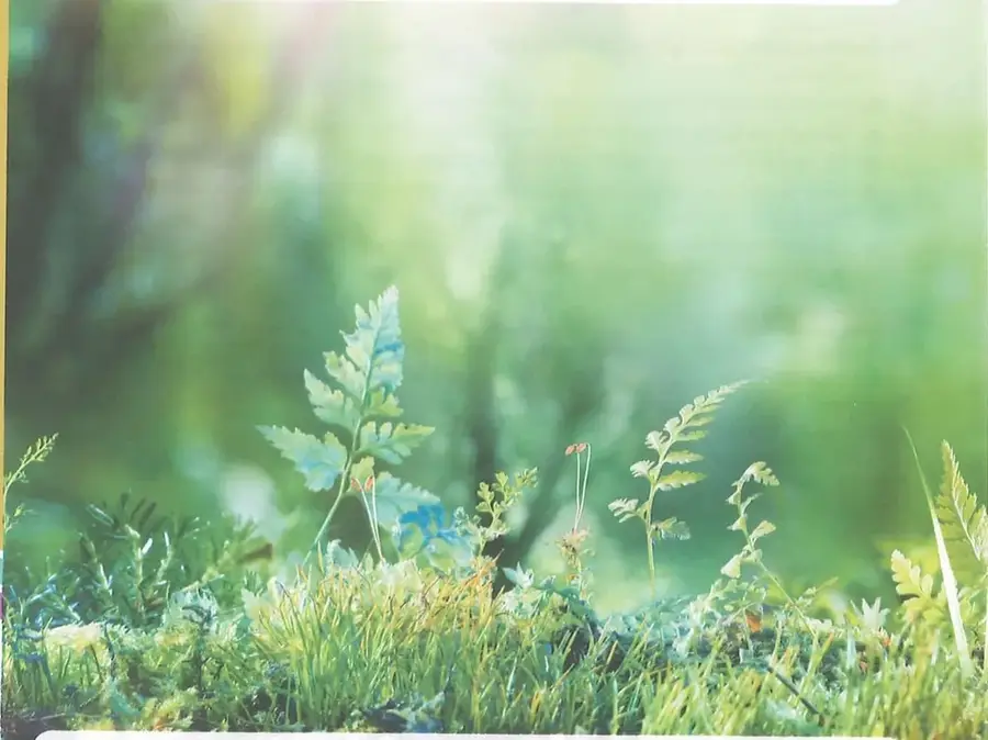 Fotografía de un ecosistema con vegetación abundante, utilizada para representar la importancia y el equilibrio de los ecosistemas.