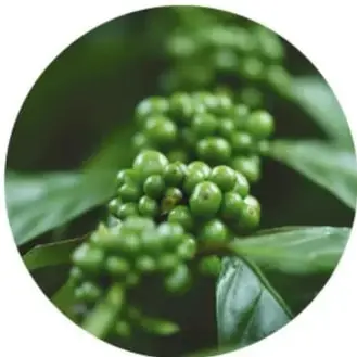 Fotografía circular de racimos de cerezas de café verdes en la planta.